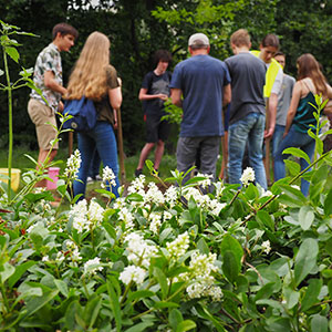 Akcje społeczne. Bierzemy udział w społecznych akcjach sadzenia roślin. Ledum Ogrody – projektowanie ogrodów przydomowych, projektowanie zielonych tarasów, projektowanie zielonych dachów, projektowanie ogrodów balkonowych, projektowanie małej architektury ogrodowej, doradztwo ogrodowe, warsztaty. Wrocław, Dolnośląskie.