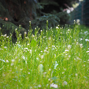 Archipelag Zieleni. Zieleń na osiedlu Archipelag Zieleni we Wrocławiu. Ledum Ogrody – projektowanie ogrodów przydomowych, projektowanie zielonych tarasów, projektowanie zielonych dachów, projektowanie ogrodów balkonowych, projektowanie małej architektury ogrodowej, doradztwo ogrodowe, warsztaty. Wrocław, Dolnośląskie.