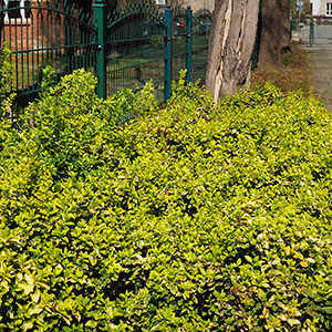 Archipelag Zieleni. Zieleń na osiedlu Archipelag Zieleni we Wrocławiu. Ledum Ogrody – projektowanie ogrodów przydomowych, projektowanie zielonych tarasów, projektowanie zielonych dachów, projektowanie ogrodów balkonowych, projektowanie małej architektury ogrodowej, doradztwo ogrodowe, warsztaty. Wrocław, Dolnośląskie.