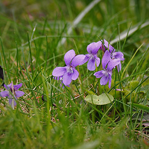 Archipelag Zieleni. Zieleń na osiedlu Archipelag Zieleni we Wrocławiu. Ledum Ogrody – projektowanie ogrodów przydomowych, projektowanie zielonych tarasów, projektowanie zielonych dachów, projektowanie ogrodów balkonowych, projektowanie małej architektury ogrodowej, doradztwo ogrodowe, warsztaty. Wrocław, Dolnośląskie.