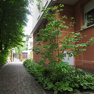 Archipelag Zieleni. Zieleń na osiedlu Archipelag Zieleni we Wrocławiu. Ledum Ogrody – projektowanie ogrodów przydomowych, projektowanie zielonych tarasów, projektowanie zielonych dachów, projektowanie ogrodów balkonowych, projektowanie małej architektury ogrodowej, doradztwo ogrodowe, warsztaty. Wrocław, Dolnośląskie.
