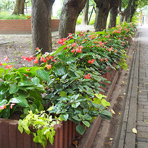 Archipelag Zieleni. Zieleń na osiedlu Archipelag Zieleni we Wrocławiu. Ledum Ogrody – projektowanie ogrodów przydomowych, projektowanie zielonych tarasów, projektowanie zielonych dachów, projektowanie ogrodów balkonowych, projektowanie małej architektury ogrodowej, doradztwo ogrodowe, warsztaty. Wrocław, Dolnośląskie.