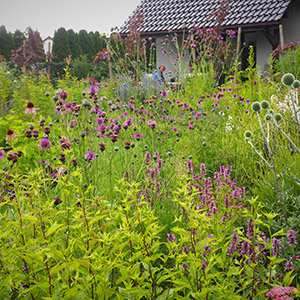 Biestrzyków. Tajemniczy Ogród w Biestrzykowie. Ledum Ogrody – projektowanie ogrodów przydomowych, projektowanie zielonych tarasów, projektowanie zielonych dachów, projektowanie ogrodów balkonowych, projektowanie małej architektury ogrodowej, doradztwo ogrodowe, warsztaty. Wrocław, Dolnośląskie.