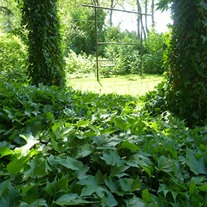 Jagodno. Ogród ze stawem na Jagodnie. Ledum Ogrody – projektowanie ogrodów przydomowych, projektowanie zielonych tarasów, projektowanie zielonych dachów, projektowanie ogrodów balkonowych, projektowanie małej architektury ogrodowej, doradztwo ogrodowe, warsztaty. Wrocław, Dolnośląskie.