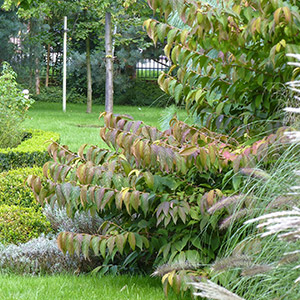 Kryniczno. Tradycyjny ogród w Krynicznie. Ledum Ogrody – projektowanie ogrodów przydomowych, projektowanie zielonych tarasów, projektowanie zielonych dachów, projektowanie ogrodów balkonowych, projektowanie małej architektury ogrodowej, doradztwo ogrodowe, warsztaty. Wrocław, Dolnośląskie.