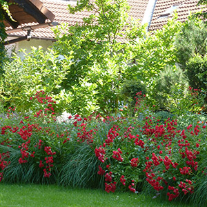 Ligota Piękna. Bylinowy ogród w Ligocie Pięknej. Ledum Ogrody – projektowanie ogrodów przydomowych, projektowanie zielonych tarasów, projektowanie zielonych dachów, projektowanie ogrodów balkonowych, projektowanie małej architektury ogrodowej, doradztwo ogrodowe, warsztaty. Wrocław, Dolnośląskie.