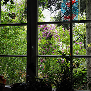 Mój ogród zwany Moherią. . Ledum Ogrody – projektowanie ogrodów przydomowych, projektowanie zielonych tarasów, projektowanie zielonych dachów, projektowanie ogrodów balkonowych, projektowanie małej architektury ogrodowej, doradztwo ogrodowe, warsztaty. Wrocław, Dolnośląskie.