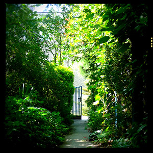 Mój ogród zwany Moherią. . Ledum Ogrody – projektowanie ogrodów przydomowych, projektowanie zielonych tarasów, projektowanie zielonych dachów, projektowanie ogrodów balkonowych, projektowanie małej architektury ogrodowej, doradztwo ogrodowe, warsztaty. Wrocław, Dolnośląskie.