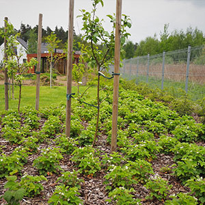 Wilkszyn. Ogród inspirowany lasem i łąką w Wilkszynie. Ledum Ogrody – projektowanie ogrodów przydomowych, projektowanie zielonych tarasów, projektowanie zielonych dachów, projektowanie ogrodów balkonowych, projektowanie małej architektury ogrodowej, doradztwo ogrodowe, warsztaty. Wrocław, Dolnośląskie.