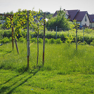 Wilkszyn. Ogród inspirowany lasem i łąką w Wilkszynie. Ledum Ogrody – projektowanie ogrodów przydomowych, projektowanie zielonych tarasów, projektowanie zielonych dachów, projektowanie ogrodów balkonowych, projektowanie małej architektury ogrodowej, doradztwo ogrodowe, warsztaty. Wrocław, Dolnośląskie.