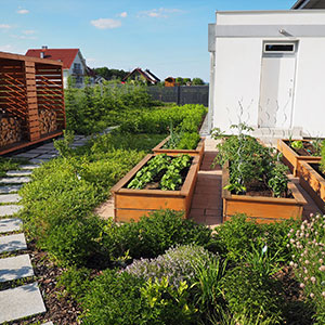Wilkszyn. Ogród inspirowany lasem i łąką w Wilkszynie. Ledum Ogrody – projektowanie ogrodów przydomowych, projektowanie zielonych tarasów, projektowanie zielonych dachów, projektowanie ogrodów balkonowych, projektowanie małej architektury ogrodowej, doradztwo ogrodowe, warsztaty. Wrocław, Dolnośląskie.