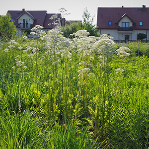 Wilkszyn. Ogród inspirowany lasem i łąką w Wilkszynie. Ledum Ogrody – projektowanie ogrodów przydomowych, projektowanie zielonych tarasów, projektowanie zielonych dachów, projektowanie ogrodów balkonowych, projektowanie małej architektury ogrodowej, doradztwo ogrodowe, warsztaty. Wrocław, Dolnośląskie.
