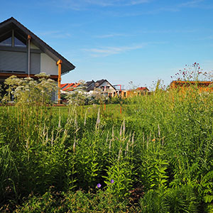 Wilkszyn. Ogród inspirowany lasem i łąką w Wilkszynie. Ledum Ogrody – projektowanie ogrodów przydomowych, projektowanie zielonych tarasów, projektowanie zielonych dachów, projektowanie ogrodów balkonowych, projektowanie małej architektury ogrodowej, doradztwo ogrodowe, warsztaty. Wrocław, Dolnośląskie.
