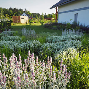 Wilkszyn. Ogród inspirowany lasem i łąką w Wilkszynie. Ledum Ogrody – projektowanie ogrodów przydomowych, projektowanie zielonych tarasów, projektowanie zielonych dachów, projektowanie ogrodów balkonowych, projektowanie małej architektury ogrodowej, doradztwo ogrodowe, warsztaty. Wrocław, Dolnośląskie.