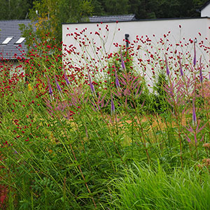 Wilkszyn. Ogród inspirowany lasem i łąką w Wilkszynie. Ledum Ogrody – projektowanie ogrodów przydomowych, projektowanie zielonych tarasów, projektowanie zielonych dachów, projektowanie ogrodów balkonowych, projektowanie małej architektury ogrodowej, doradztwo ogrodowe, warsztaty. Wrocław, Dolnośląskie.