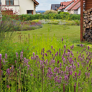 Wilkszyn. Ogród inspirowany lasem i łąką w Wilkszynie. Ledum Ogrody – projektowanie ogrodów przydomowych, projektowanie zielonych tarasów, projektowanie zielonych dachów, projektowanie ogrodów balkonowych, projektowanie małej architektury ogrodowej, doradztwo ogrodowe, warsztaty. Wrocław, Dolnośląskie.