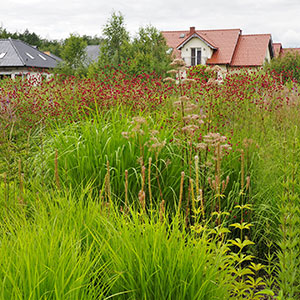 Wilkszyn. Ogród inspirowany lasem i łąką w Wilkszynie. Ledum Ogrody – projektowanie ogrodów przydomowych, projektowanie zielonych tarasów, projektowanie zielonych dachów, projektowanie ogrodów balkonowych, projektowanie małej architektury ogrodowej, doradztwo ogrodowe, warsztaty. Wrocław, Dolnośląskie.