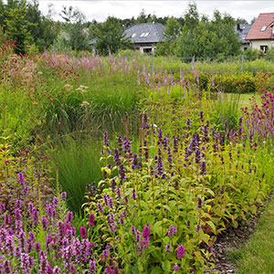 Wilkszyn. Ogród inspirowany lasem i łąką w Wilkszynie. Ledum Ogrody – projektowanie ogrodów przydomowych, projektowanie zielonych tarasów, projektowanie zielonych dachów, projektowanie ogrodów balkonowych, projektowanie małej architektury ogrodowej, doradztwo ogrodowe, warsztaty. Wrocław, Dolnośląskie.