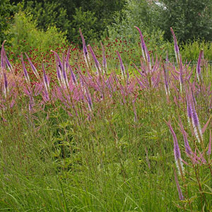 Wilkszyn. Ogród inspirowany lasem i łąką w Wilkszynie. Ledum Ogrody – projektowanie ogrodów przydomowych, projektowanie zielonych tarasów, projektowanie zielonych dachów, projektowanie ogrodów balkonowych, projektowanie małej architektury ogrodowej, doradztwo ogrodowe, warsztaty. Wrocław, Dolnośląskie.