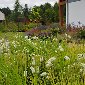 Wilkszyn. Ogród inspirowany lasem i łąką w Wilkszynie. Ledum Ogrody – projektowanie ogrodów przydomowych, projektowanie zielonych tarasów, projektowanie zielonych dachów, projektowanie ogrodów balkonowych, projektowanie małej architektury ogrodowej, doradztwo ogrodowe, warsztaty. Wrocław, Dolnośląskie.