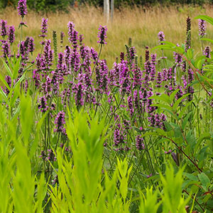 Wilkszyn. Ogród inspirowany lasem i łąką w Wilkszynie. Ledum Ogrody – projektowanie ogrodów przydomowych, projektowanie zielonych tarasów, projektowanie zielonych dachów, projektowanie ogrodów balkonowych, projektowanie małej architektury ogrodowej, doradztwo ogrodowe, warsztaty. Wrocław, Dolnośląskie.