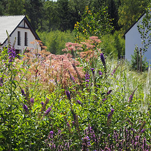 Wilkszyn. Ogród inspirowany lasem i łąką w Wilkszynie. Ledum Ogrody – projektowanie ogrodów przydomowych, projektowanie zielonych tarasów, projektowanie zielonych dachów, projektowanie ogrodów balkonowych, projektowanie małej architektury ogrodowej, doradztwo ogrodowe, warsztaty. Wrocław, Dolnośląskie.