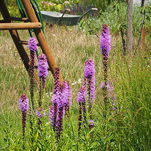 Wilkszyn. Ogród inspirowany lasem i łąką w Wilkszynie. Ledum Ogrody – projektowanie ogrodów przydomowych, projektowanie zielonych tarasów, projektowanie zielonych dachów, projektowanie ogrodów balkonowych, projektowanie małej architektury ogrodowej, doradztwo ogrodowe, warsztaty. Wrocław, Dolnośląskie.