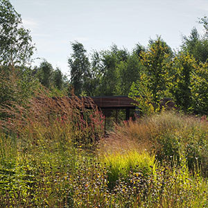 Wilkszyn. Ogród inspirowany lasem i łąką w Wilkszynie. Ledum Ogrody – projektowanie ogrodów przydomowych, projektowanie zielonych tarasów, projektowanie zielonych dachów, projektowanie ogrodów balkonowych, projektowanie małej architektury ogrodowej, doradztwo ogrodowe, warsztaty. Wrocław, Dolnośląskie.