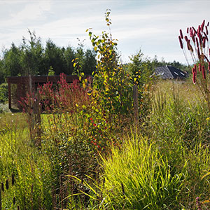 Wilkszyn. Ogród inspirowany lasem i łąką w Wilkszynie. Ledum Ogrody – projektowanie ogrodów przydomowych, projektowanie zielonych tarasów, projektowanie zielonych dachów, projektowanie ogrodów balkonowych, projektowanie małej architektury ogrodowej, doradztwo ogrodowe, warsztaty. Wrocław, Dolnośląskie.