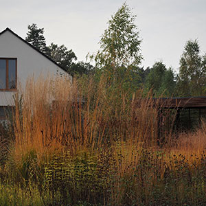 Wilkszyn. Ogród inspirowany lasem i łąką w Wilkszynie. Ledum Ogrody – projektowanie ogrodów przydomowych, projektowanie zielonych tarasów, projektowanie zielonych dachów, projektowanie ogrodów balkonowych, projektowanie małej architektury ogrodowej, doradztwo ogrodowe, warsztaty. Wrocław, Dolnośląskie.