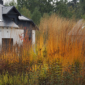 Wilkszyn. Ogród inspirowany lasem i łąką w Wilkszynie. Ledum Ogrody – projektowanie ogrodów przydomowych, projektowanie zielonych tarasów, projektowanie zielonych dachów, projektowanie ogrodów balkonowych, projektowanie małej architektury ogrodowej, doradztwo ogrodowe, warsztaty. Wrocław, Dolnośląskie.