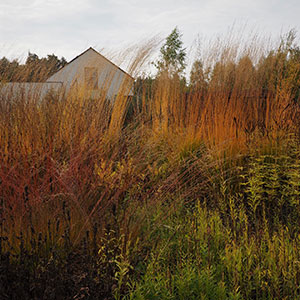 Wilkszyn. Ogród inspirowany lasem i łąką w Wilkszynie. Ledum Ogrody – projektowanie ogrodów przydomowych, projektowanie zielonych tarasów, projektowanie zielonych dachów, projektowanie ogrodów balkonowych, projektowanie małej architektury ogrodowej, doradztwo ogrodowe, warsztaty. Wrocław, Dolnośląskie.