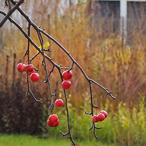 Wilkszyn. Ogród inspirowany lasem i łąką w Wilkszynie. Ledum Ogrody – projektowanie ogrodów przydomowych, projektowanie zielonych tarasów, projektowanie zielonych dachów, projektowanie ogrodów balkonowych, projektowanie małej architektury ogrodowej, doradztwo ogrodowe, warsztaty. Wrocław, Dolnośląskie.