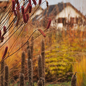 Wilkszyn. Ogród inspirowany lasem i łąką w Wilkszynie. Ledum Ogrody – projektowanie ogrodów przydomowych, projektowanie zielonych tarasów, projektowanie zielonych dachów, projektowanie ogrodów balkonowych, projektowanie małej architektury ogrodowej, doradztwo ogrodowe, warsztaty. Wrocław, Dolnośląskie.